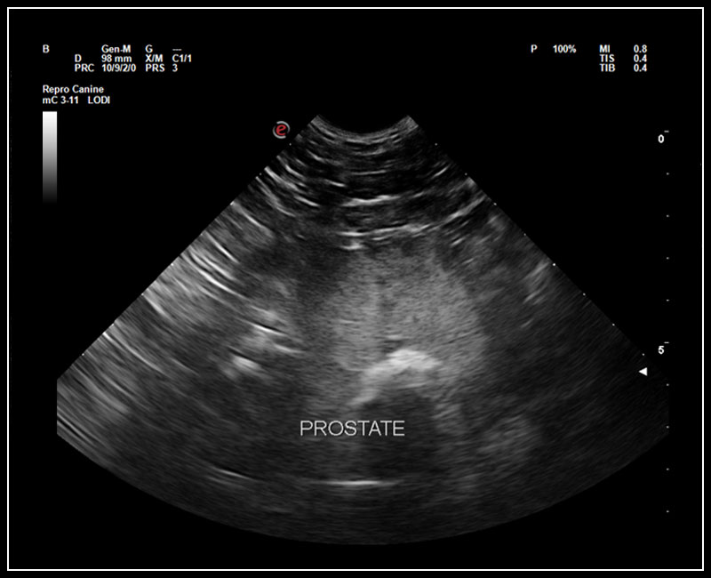 Esaote MyLab Omega VET clinical image