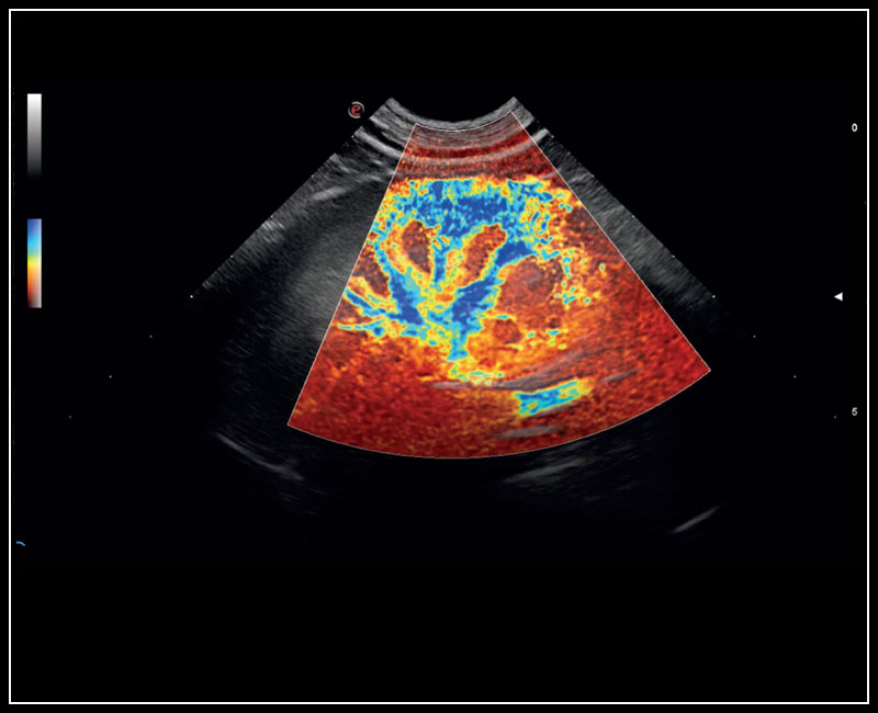 Esaote MyLab Omega VET clinical image