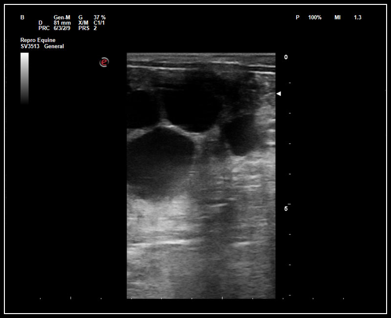Esaote MyLab Omega VET clinical image