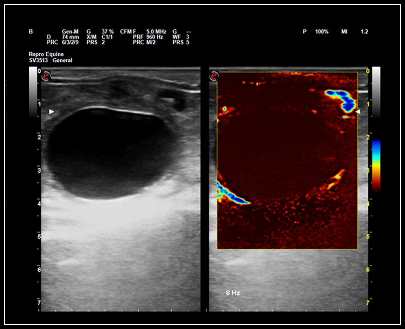 Esaote MyLab Omega VET clinical image